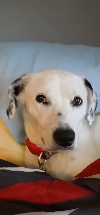 Franklin County Animal Hospital 1