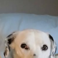 Franklin County Animal Hospital ico