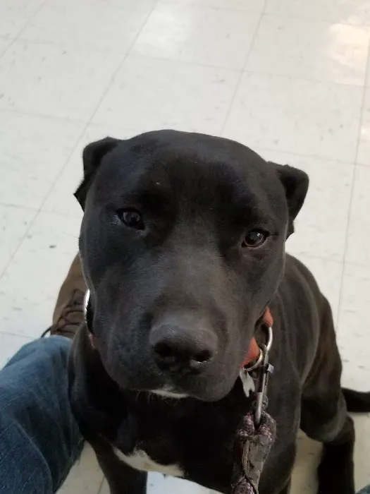 Franklin County Animal Hospital 7
