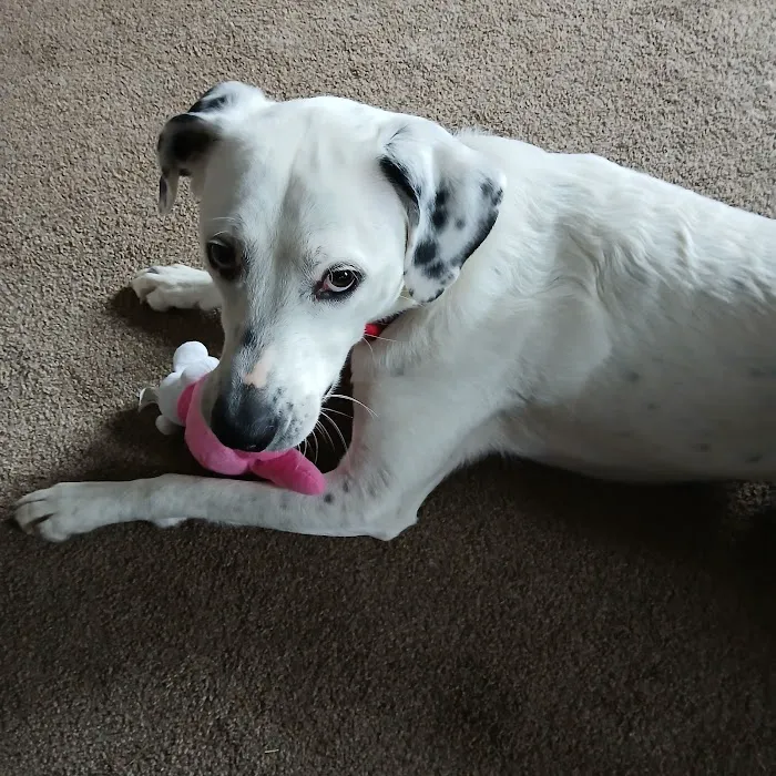 Franklin County Animal Hospital 6