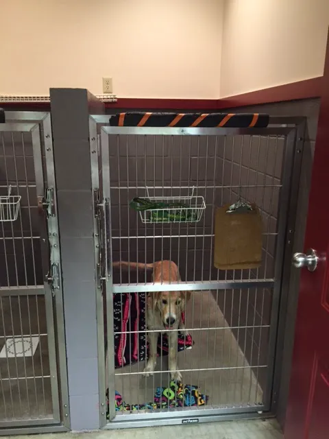 Lakemont Veterinary Clinic, P.C. 2