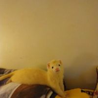 Lakemont Veterinary Clinic, P.C. ico