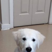 Hollidaysburg Animal Clinic ico