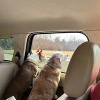 Carthage Veterinary Clinic ico