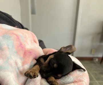 Eternity Animal Healthcare