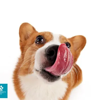 Animal Hospital of Milan 5