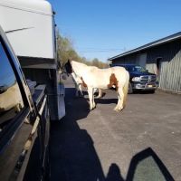 Trenton Animal Clinic ico