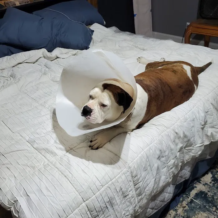 Trenton Animal Clinic 4