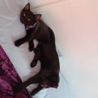 Cedar Heights Animal Clinic ico
