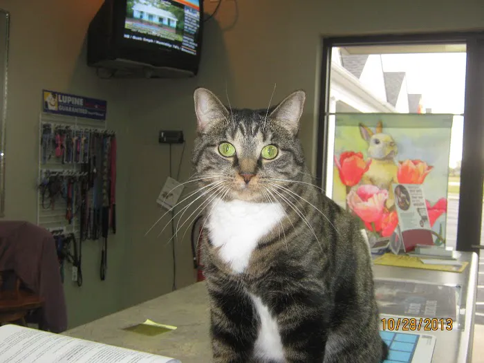 Cedar Heights Animal Clinic 12