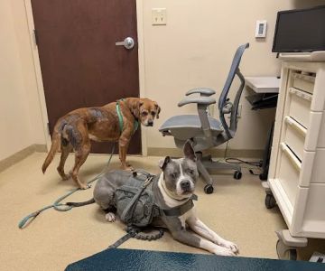 Fort Campbell Veterinary Center
