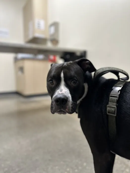 Vetco Total Care Animal Hospital 3