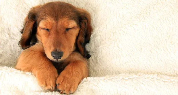 Pflugerville Animal Hospital 9