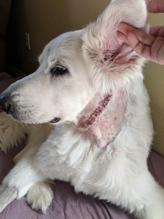 Pflugerville Animal Hospital 7