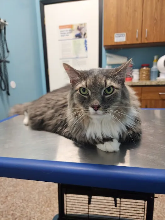 Pflugerville Animal Hospital 4