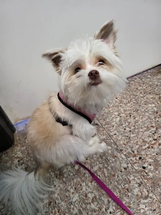 Pflugerville Animal Hospital 6