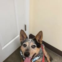 Pfennig Lane Animal Hospital ico