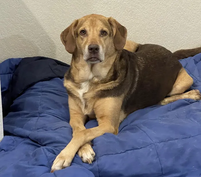 VCA Hometown Animal Hospital 1