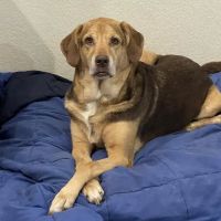 VCA Hometown Animal Hospital ico