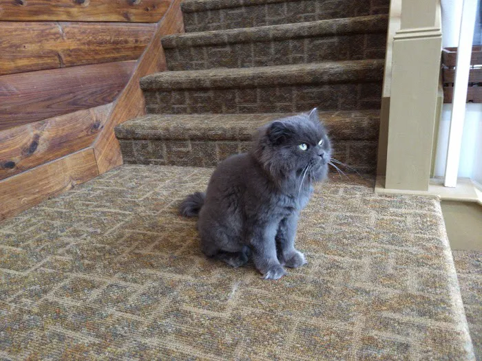 VCA Hometown Animal Hospital 8