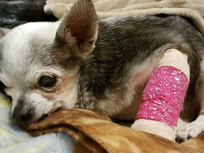 Central Texas Animal Hospital 9