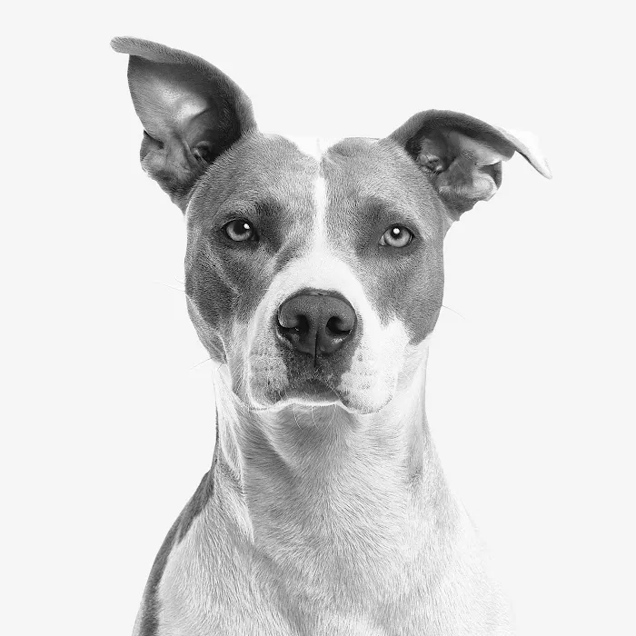 Central Texas Animal Hospital 4
