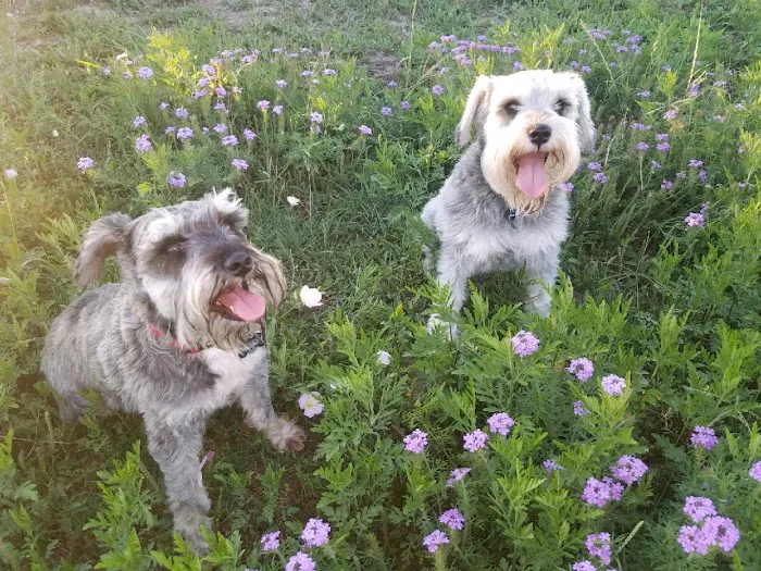 Central Texas Animal Hospital 3