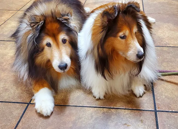 Central Texas Animal Hospital 6