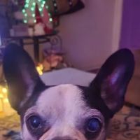 Animal Wellness Hospital ico