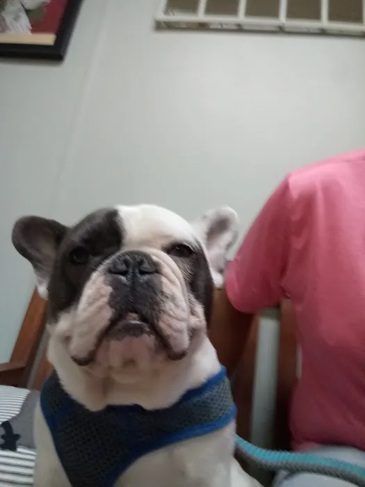 Animal Wellness Hospital 4