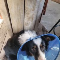Emancipet ico