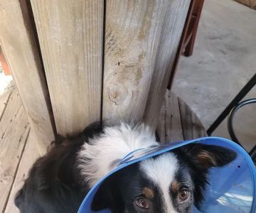 Emancipet
