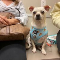 White Rock Veterinary Hospital ico