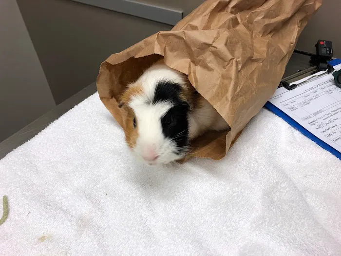 White Rock Veterinary Hospital 8