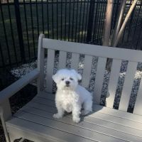 Franklinton Animal Hospital ico