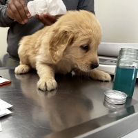Laurel Stone Veterinary Hospital ico
