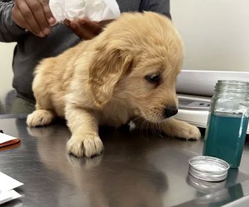Laurel Stone Veterinary Hospital