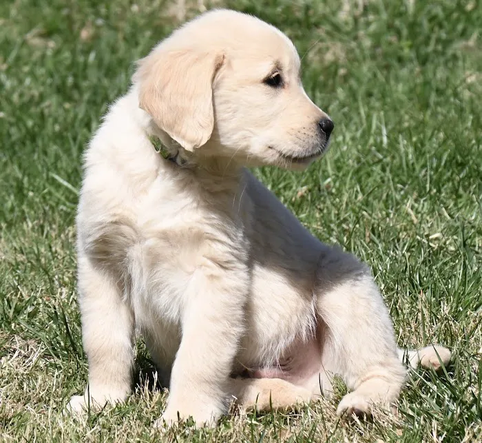 Laurel Stone Veterinary Hospital 12
