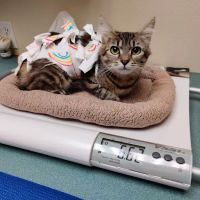 West Hills Animal Hospital ico