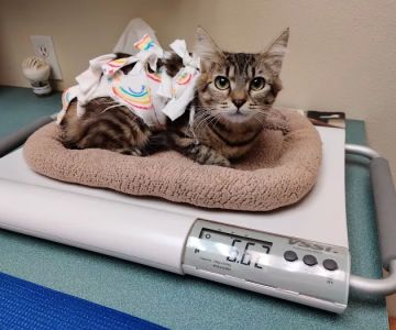 West Hills Animal Hospital