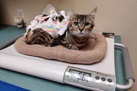 West Hills Animal Hospital