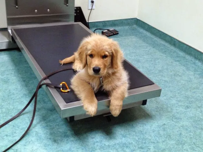 West Hills Animal Hospital 12
