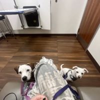 VCA Delta Oaks Animal Hospital ico