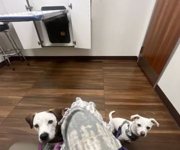 VCA Delta Oaks Animal Hospital