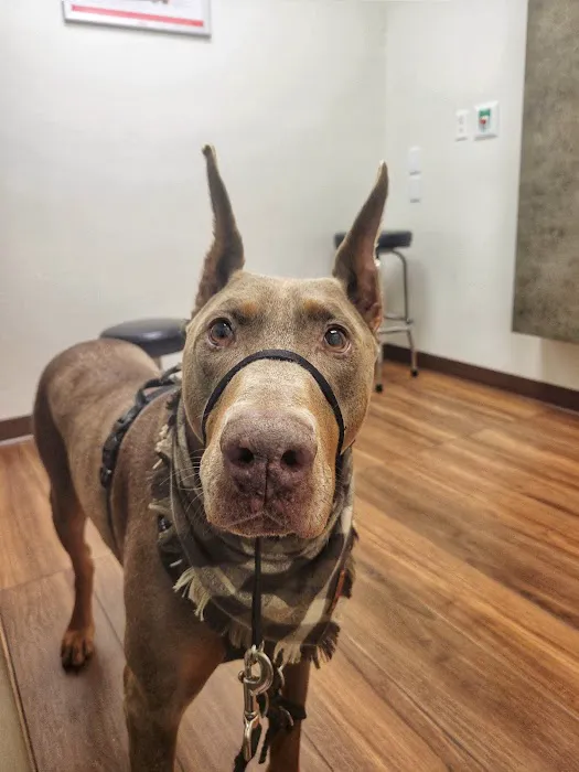 VCA Delta Oaks Animal Hospital 8