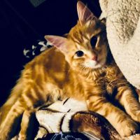 Willamette Animal Guild (WAG) Spay/Neuter & Wellness Clinic ico