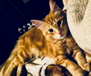 Willamette Animal Guild (WAG) Spay/Neuter & Wellness Clinic