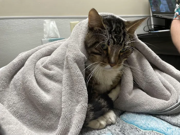 Willamette Animal Guild (WAG) Spay/Neuter & Wellness Clinic 4