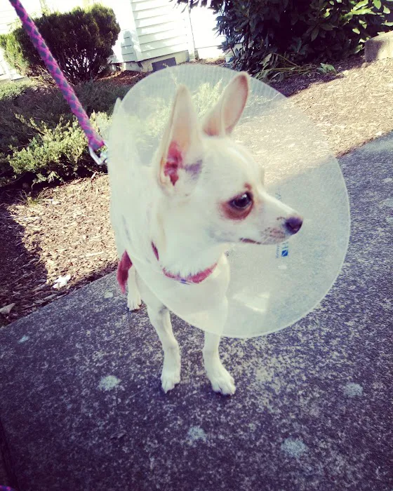 Willamette Animal Guild (WAG) Spay/Neuter & Wellness Clinic 9