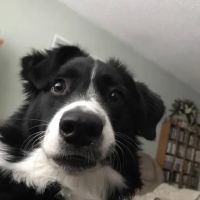 Banfield Pet Hospital ico